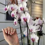 Beauty Nails – Huizen