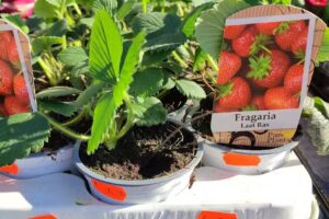 Bijlsma Hair & Beauty