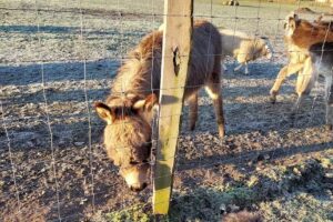 Groepsaccommodatie en Bungalowpark Het Nolderwoud