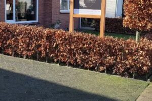 Melissa’s Beauty Corner