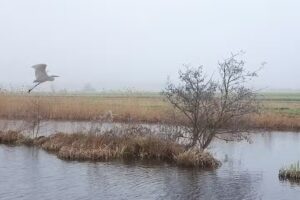 Pedicure De Zuidplas