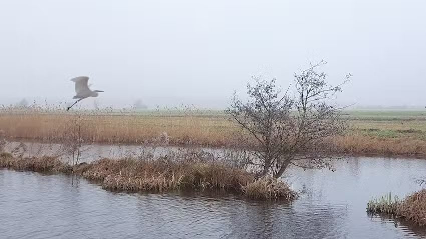Pedicure De Zuidplas