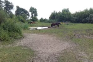 Pedicure Gerry Bruurs