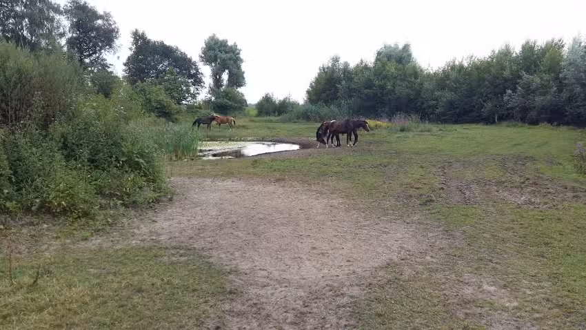 Pedicure Gerry Bruurs