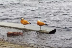 Pedicurepraktijk Kudelstaart