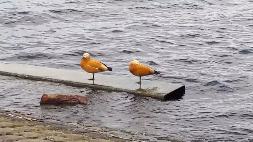 Pedicurepraktijk Kudelstaart