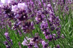 Schoonheidssalon Cara Bonita